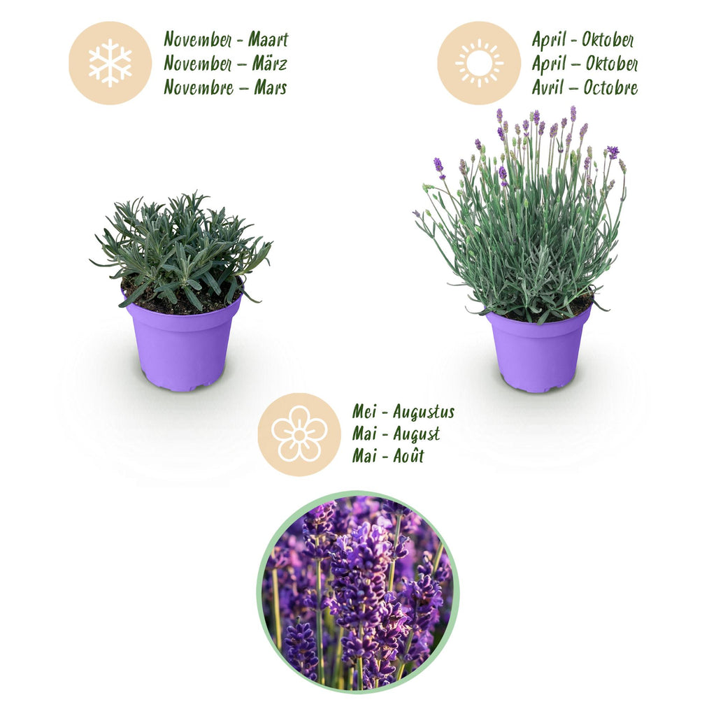Tuinplant - 3x Lavandula angustifolia Munstead - Lavendel - Winterhard - Paars - 3 Planten - Pot 12cm - Hoogte 15-25cm
