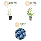 Fruitplanten - Blauwe Bes - Vaccinium corymbossum Bluecrop - Winterhard - 3 Planten - Pot 9 cm - Blauwe Bes