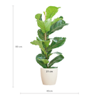 Ficus Lyrata met Potter pot wit - 80cm - Ø21
