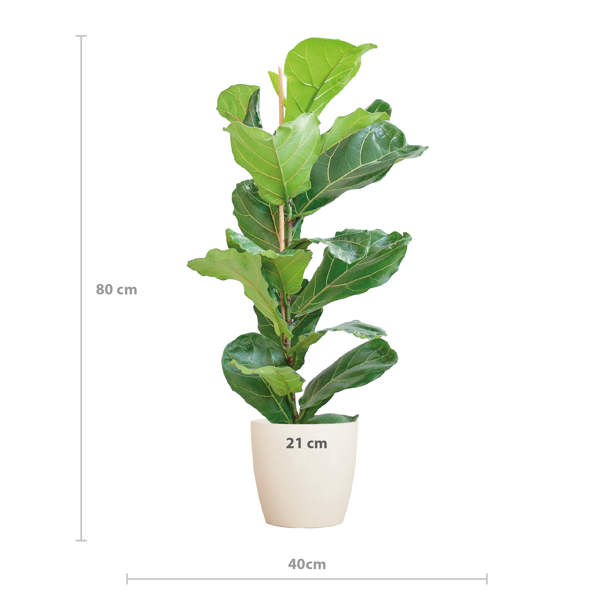 Ficus Lyrata met Potter pot wit - 80cm - Ø21