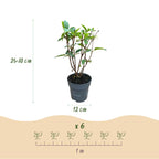 Hydrangea panniculata Living Pink & Rose - Pluimhortensia - Winterhard - Roze - 1 Plant - Pot 12cm - Hoogte Hoogte 20-30cm