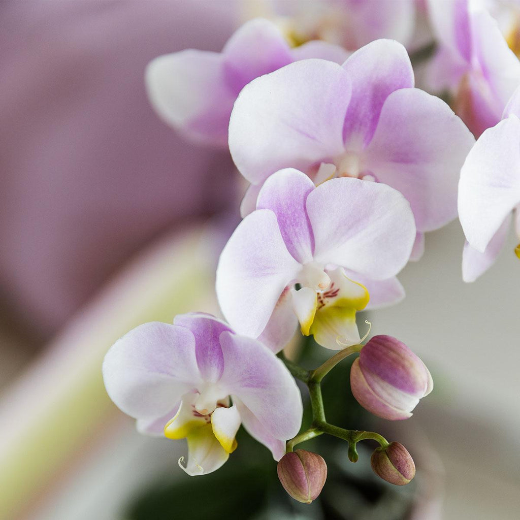Roze phalaenopsis orchidee - Portugal - potmaat Ø9cm | bloeiende kamerplant - vers van de kweker