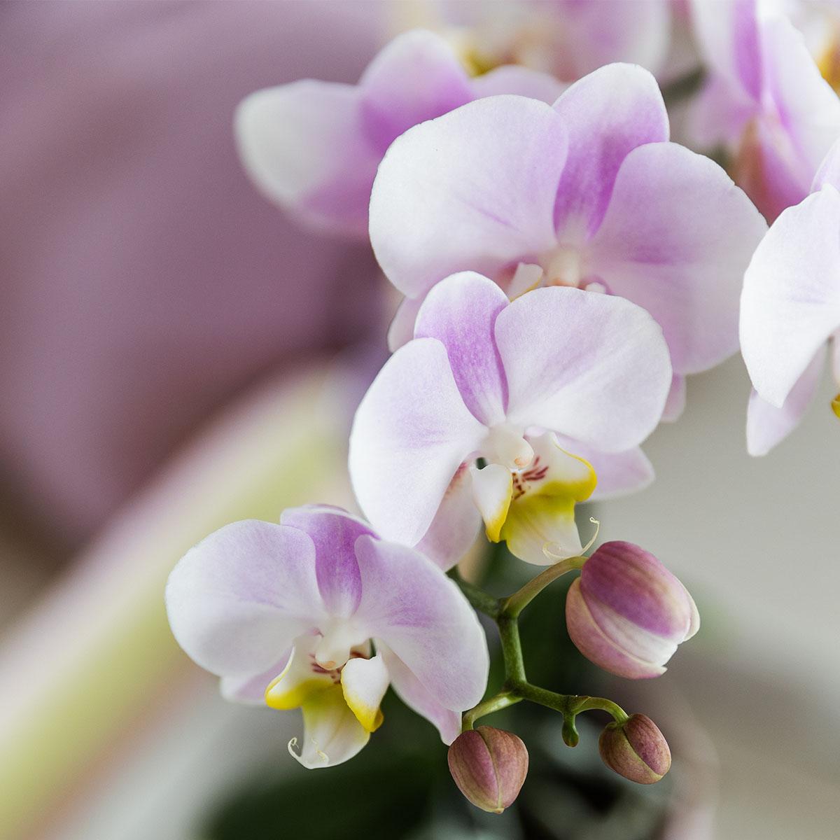 Roze phalaenopsis orchidee - Portugal - potmaat Ø9cm | bloeiende kamerplant - vers van de kweker
