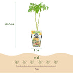 Fruitplanten - Tricolour - Rode Bes - Gele Framboos - Zwarte Braam  - Winterhard - 3 Planten - Pot  9cm