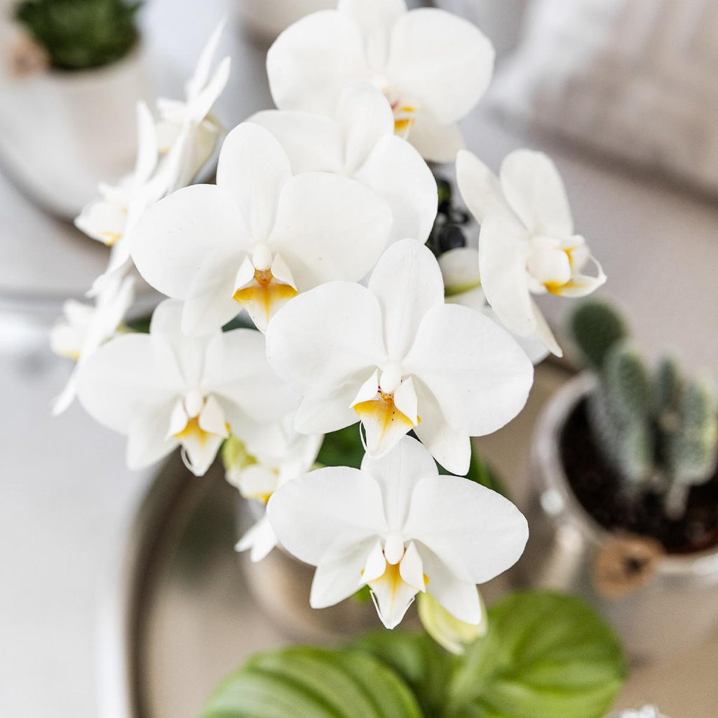 witte Phalaenopsis orchidee - Amabilis + Elite pot silver- potmaat Ø9cm - 35cm hoog | bloeiende kamerplant - vers van de kweker