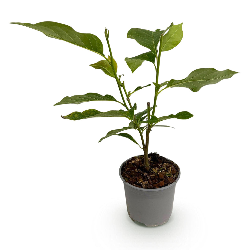 Tuinplant - Magnolia Heaven Scent - Bloem Roze - 1 Plant - Bladverliezend - Weinig Onderhoud - Pot 12cm Hoogte 30cm
