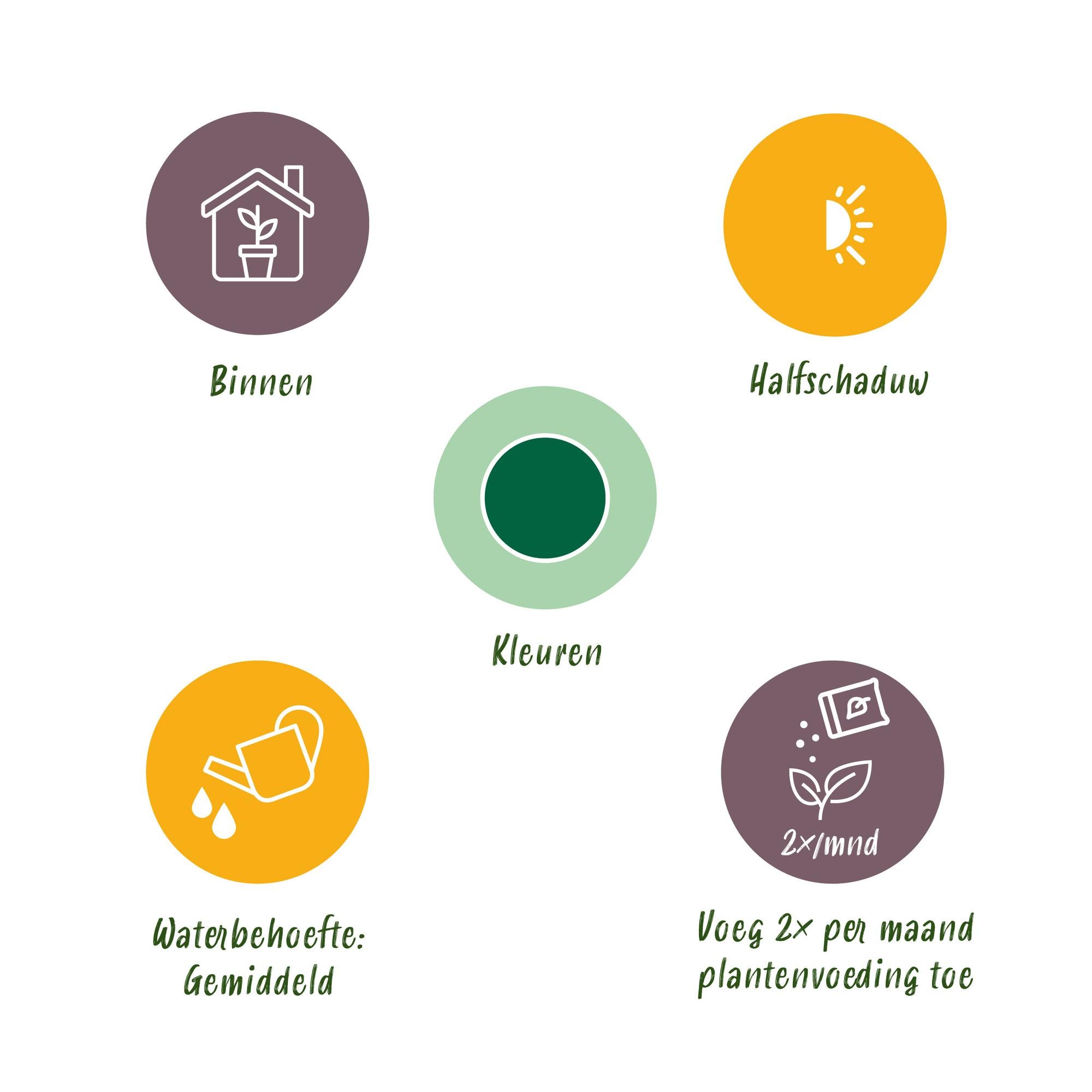 Cupressus Gold Crest Wilma - Kamer conifeer - Weinig onderhoud - Groen - 1 Plant - Pot 21cm - Hoogte 85-95cm