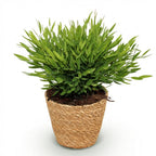 Bamusa Pogonatherum Monica - Bamboegras - Huisdiervriendelijke Plant - Groen - 1 Plant - met Mand - Pot 12cm - Hoogte 20cm