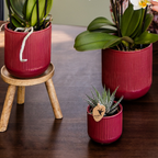 Narbonne Niagara Falls orchidee + Flare pot rood – potmaat Ø12 cm | bloeiende kamerplant – vers van de kweker