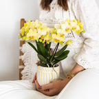 gele Phalaenopsis orchidee - Albenga - potmaat Ø9cm | bloeiende kamerplant - vers van de kweker