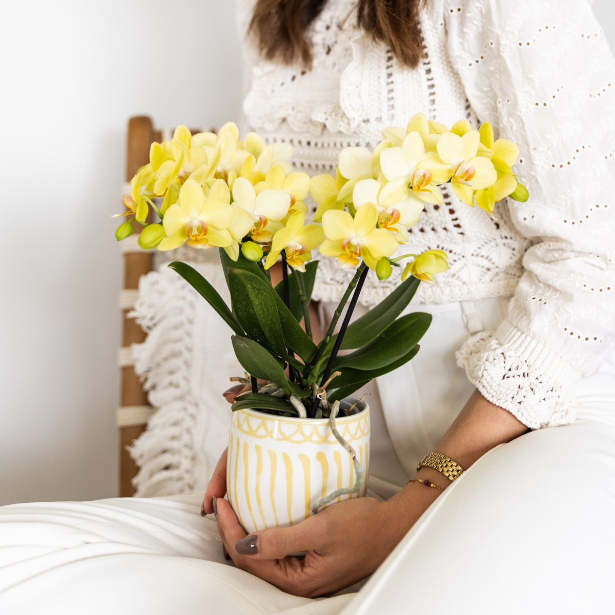 gele Phalaenopsis orchidee - Albenga - potmaat Ø9cm | bloeiende kamerplant - vers van de kweker