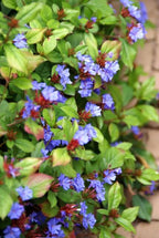 6x Ceratostigma plumbaginoides  - ↕10-25cm - Ø9cm