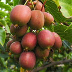 Fruitplant - Actinidia deliciosa Ken,s Red -2 Kiwiplant - Vrouwelijk - Rode Vrucht - 2 Planten - Pot 15cm - Hoogte 50cm