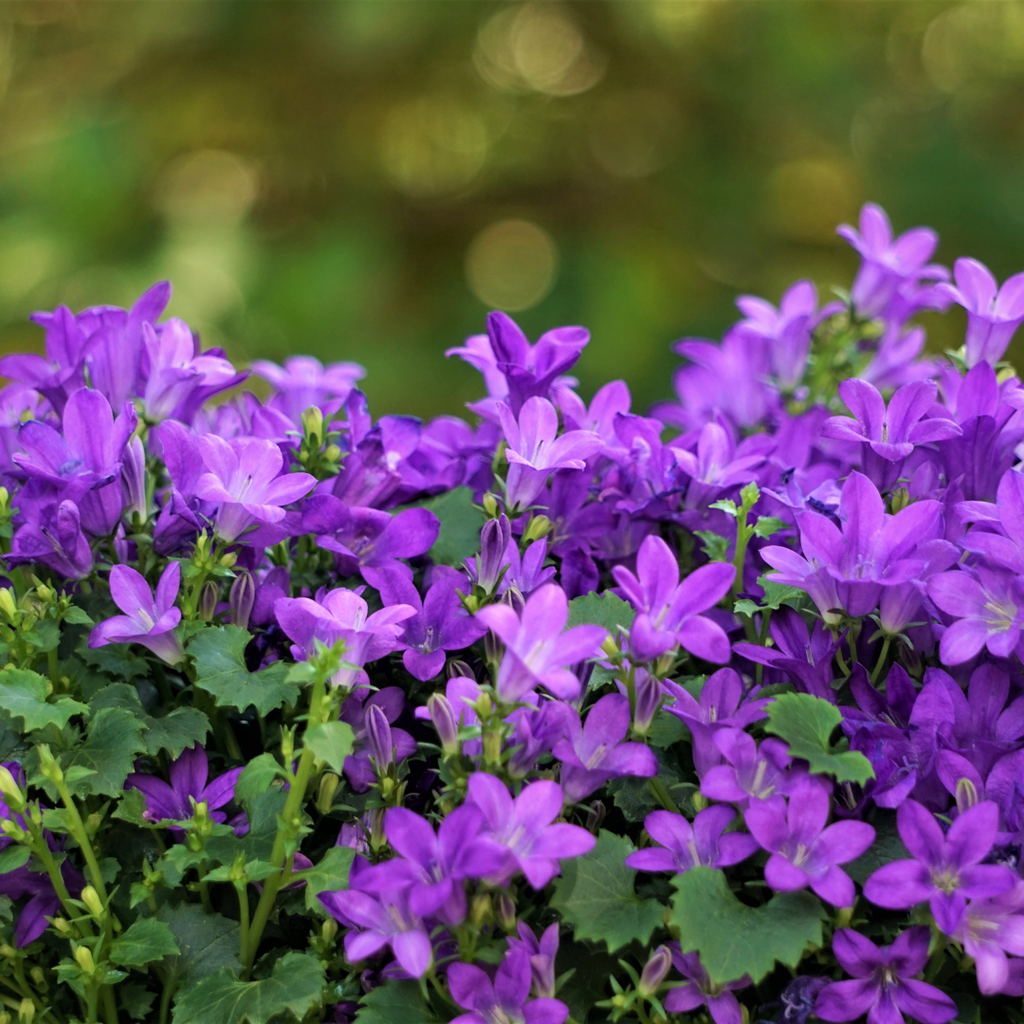 6x Campanula portenschlagiana - ↕10-25cm - Ø9cm