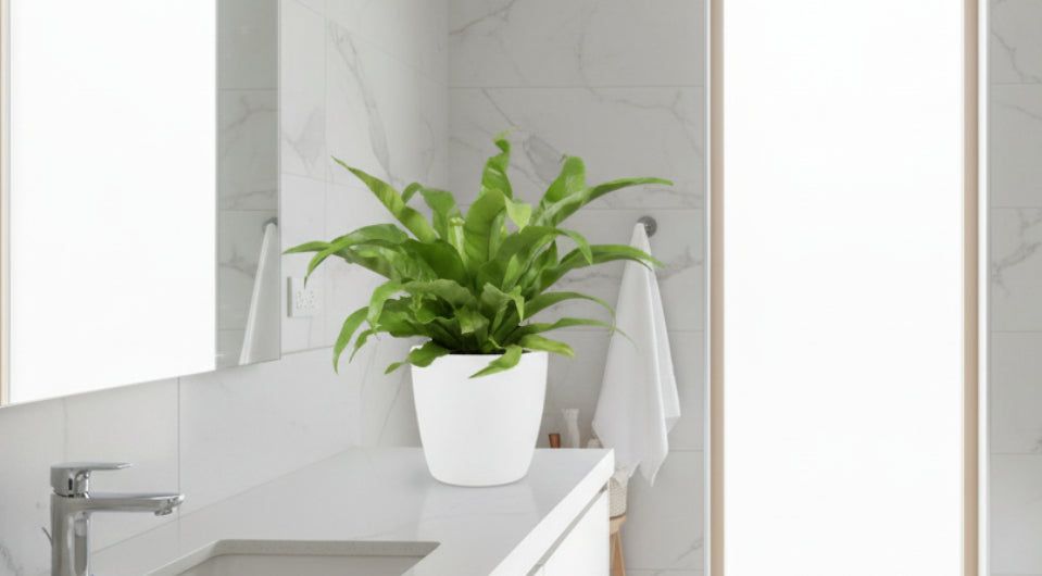 Asplenium Antiquum - Ø17cm - ↕45cm + Pot Brussels D18x17cm - Wit