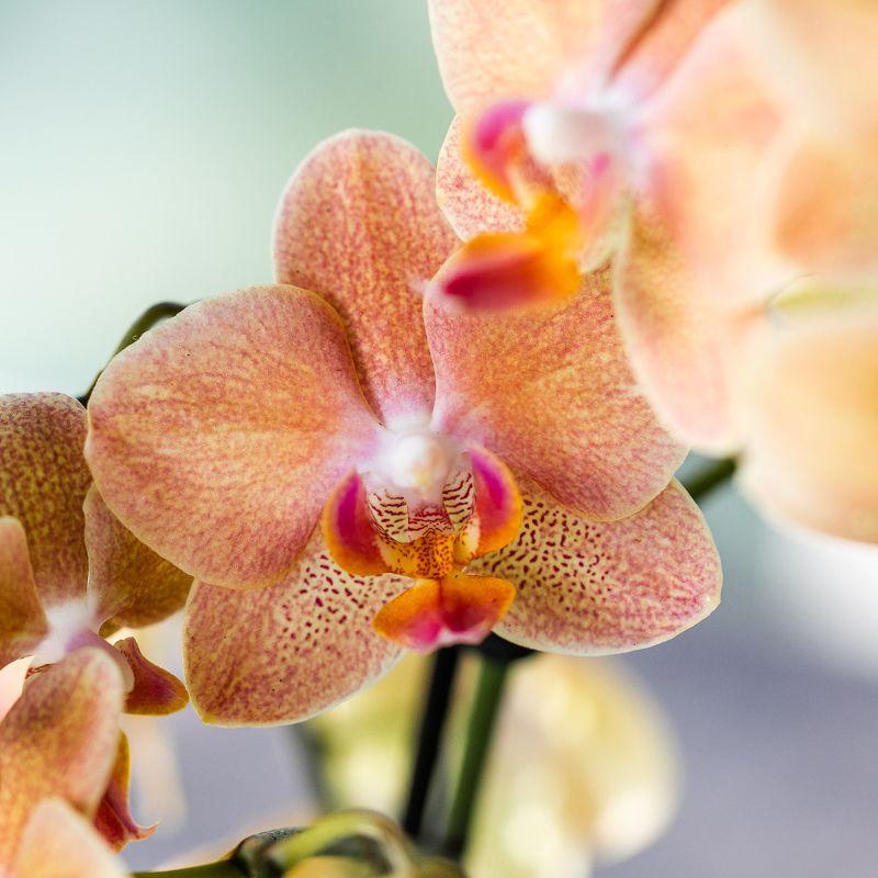 Surprise Diamond - verrassingsbox met 1x Kolibri Diamond orchidee Ø9cm - vers van de kweker