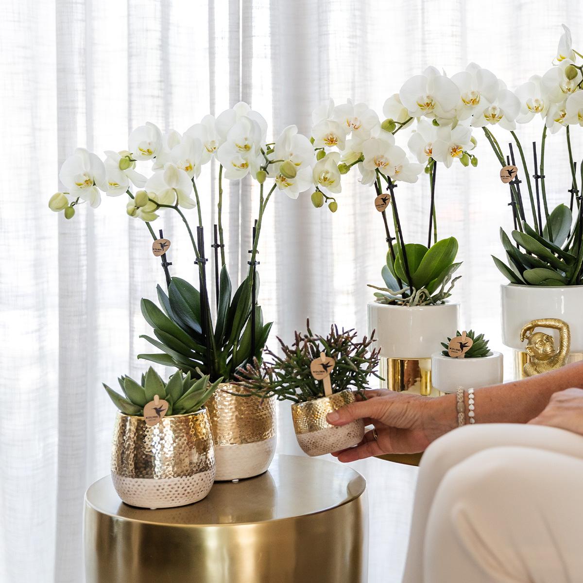 witte Phalaenopsis orchidee - Amabilis + Lush pot - potmaat Ø9cm - 35cm hoog | bloeiende kamerplant - vers van de kweker