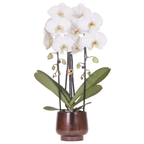 Scandic Copper pot Ø12cm met witte Niagara Falls orchidee – vers van de kweker