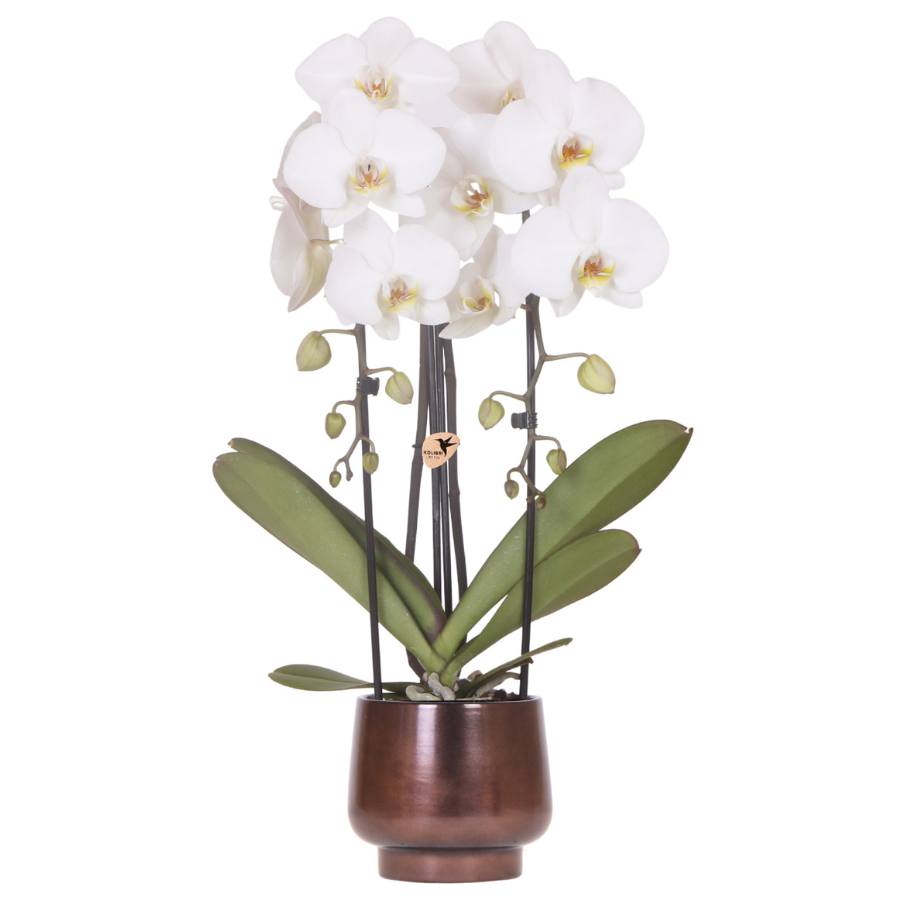Scandic Copper pot Ø12cm met witte Niagara Falls orchidee – vers van de kweker