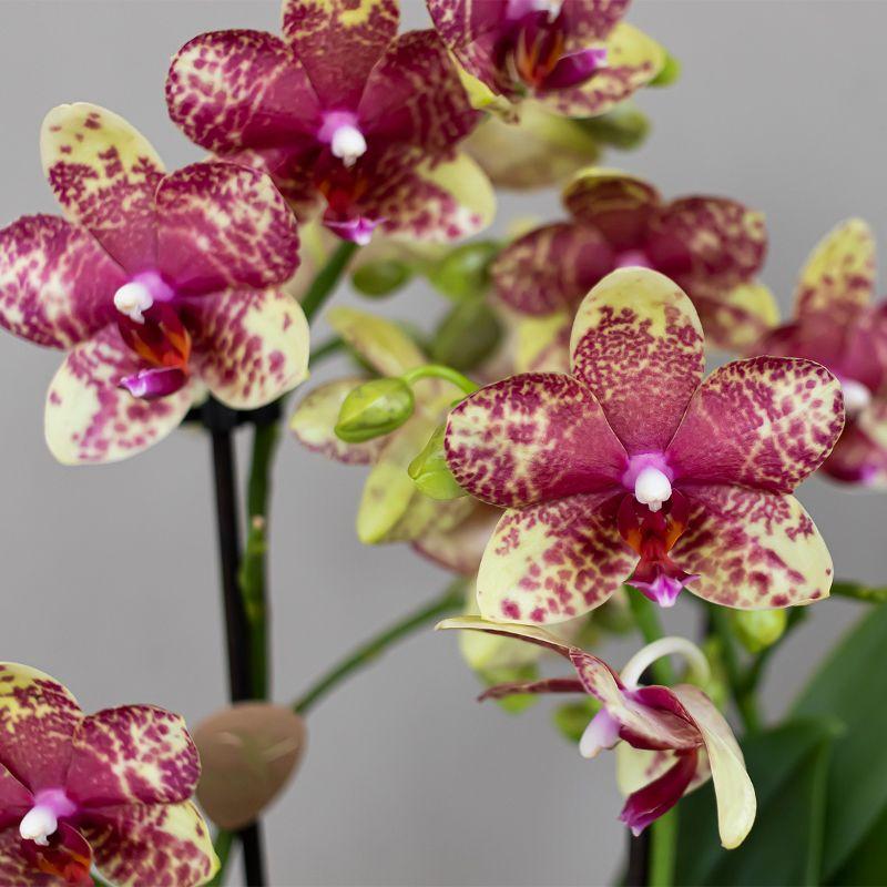 Kolibri Orchids | Oranje gele phalaenopsis orchidee potmaat Ø9cm | Grosseto | bloeiende kamerplant - vers van de kweker