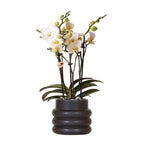 Witte phalaenopsis orchidee - Lausanne + Bubble pot black- potmaat Ø9cm | bloeiende kamerplant - vers van de kweker