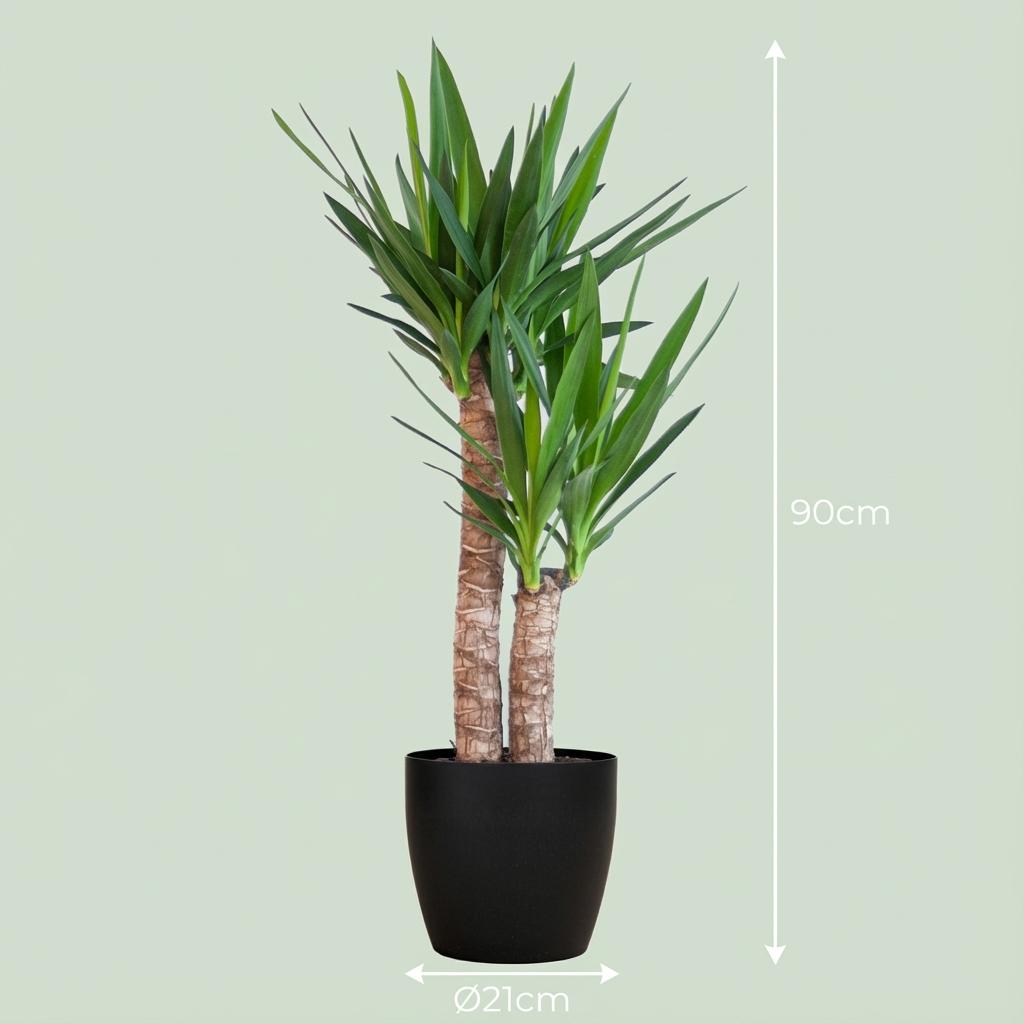 Yucca Elephantipes met Potter zwart - 90cm - Ø21