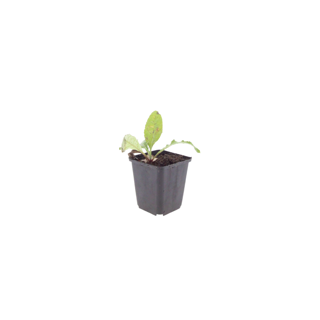 12x Echinops ritro - ↕10-25cm - Ø9cm