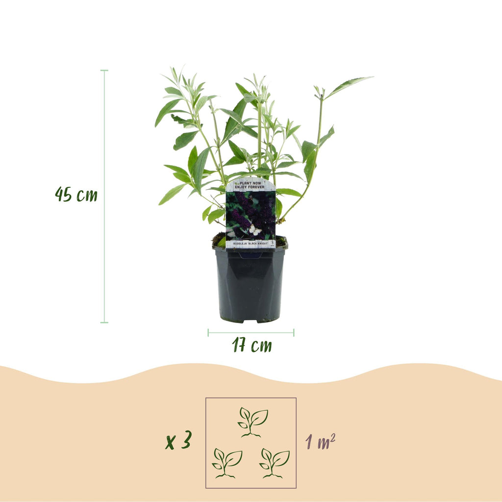 Tuinplant - 3xBuddleja davidii Black Night - Vlinderstruik - Winterhard - Paars - 3 Planten - Pot 17cm - Hoogte 45cm