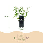 Tuinplant - 3xBuddleja davidii Black Night - Vlinderstruik - Winterhard - Paars - 3 Planten - Pot 17cm - Hoogte 45cm