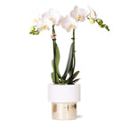 witte Phalaenopsis orchidee - Amabilis + Lush pot - potmaat Ø9cm - 35cm hoog | bloeiende kamerplant - vers van de kweker
