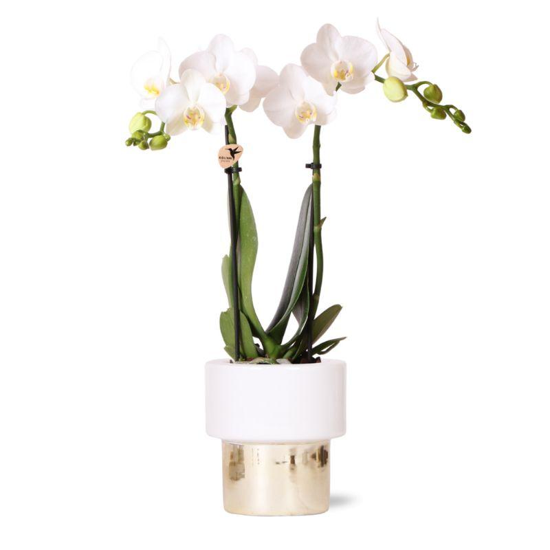 witte Phalaenopsis orchidee - Amabilis + Lush pot - potmaat Ø9cm - 35cm hoog | bloeiende kamerplant - vers van de kweker