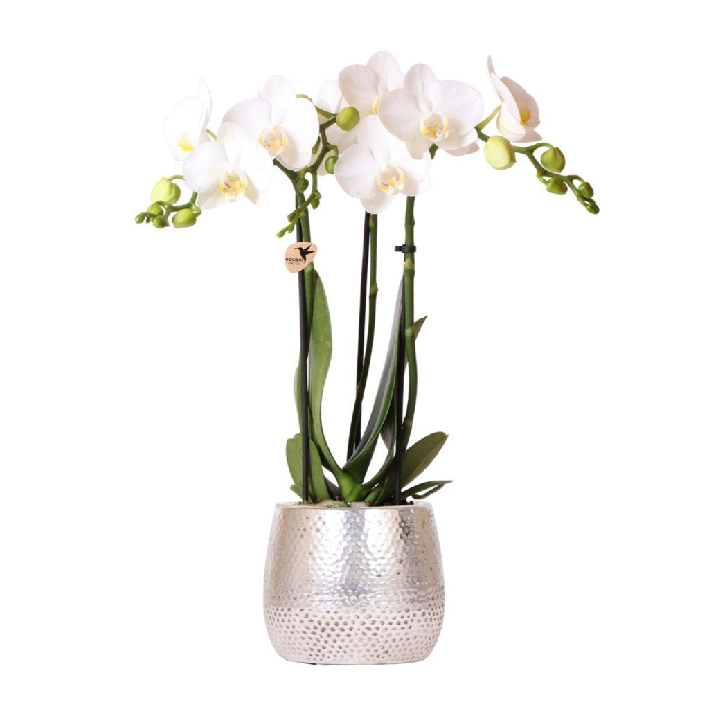 witte Phalaenopsis orchidee - Amabilis + Elite pot silver- potmaat Ø9cm - 35cm hoog | bloeiende kamerplant - vers van de kweker