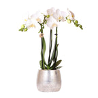 witte Phalaenopsis orchidee - Amabilis + Elite pot silver- potmaat Ø9cm - 35cm hoog | bloeiende kamerplant - vers van de kweker