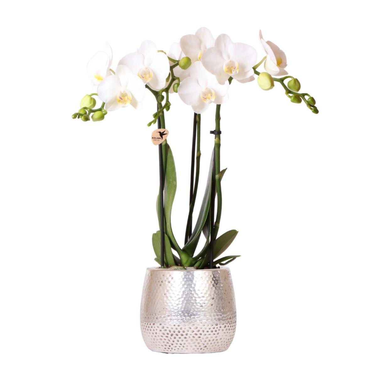 witte Phalaenopsis orchidee - Amabilis + Elite pot silver- potmaat Ø9cm - 35cm hoog | bloeiende kamerplant - vers van de kweker