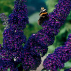 Tuinplant - 3xBuddleja davidii Black Night - Vlinderstruik - Winterhard - Paars - 3 Planten - Pot 17cm - Hoogte 45cm