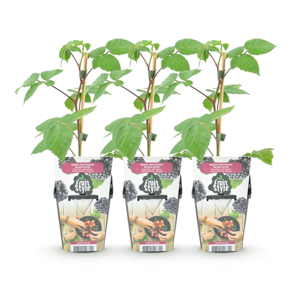 Fruitplanten -3x  Braam - Rubus Black Satin - Winterhard - 3 Planten - Pot 9 cm - Zwarte Braam