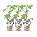 Fruitplanten -3x  Braam - Rubus Black Satin - Winterhard - 3 Planten - Pot 9 cm - Zwarte Braam