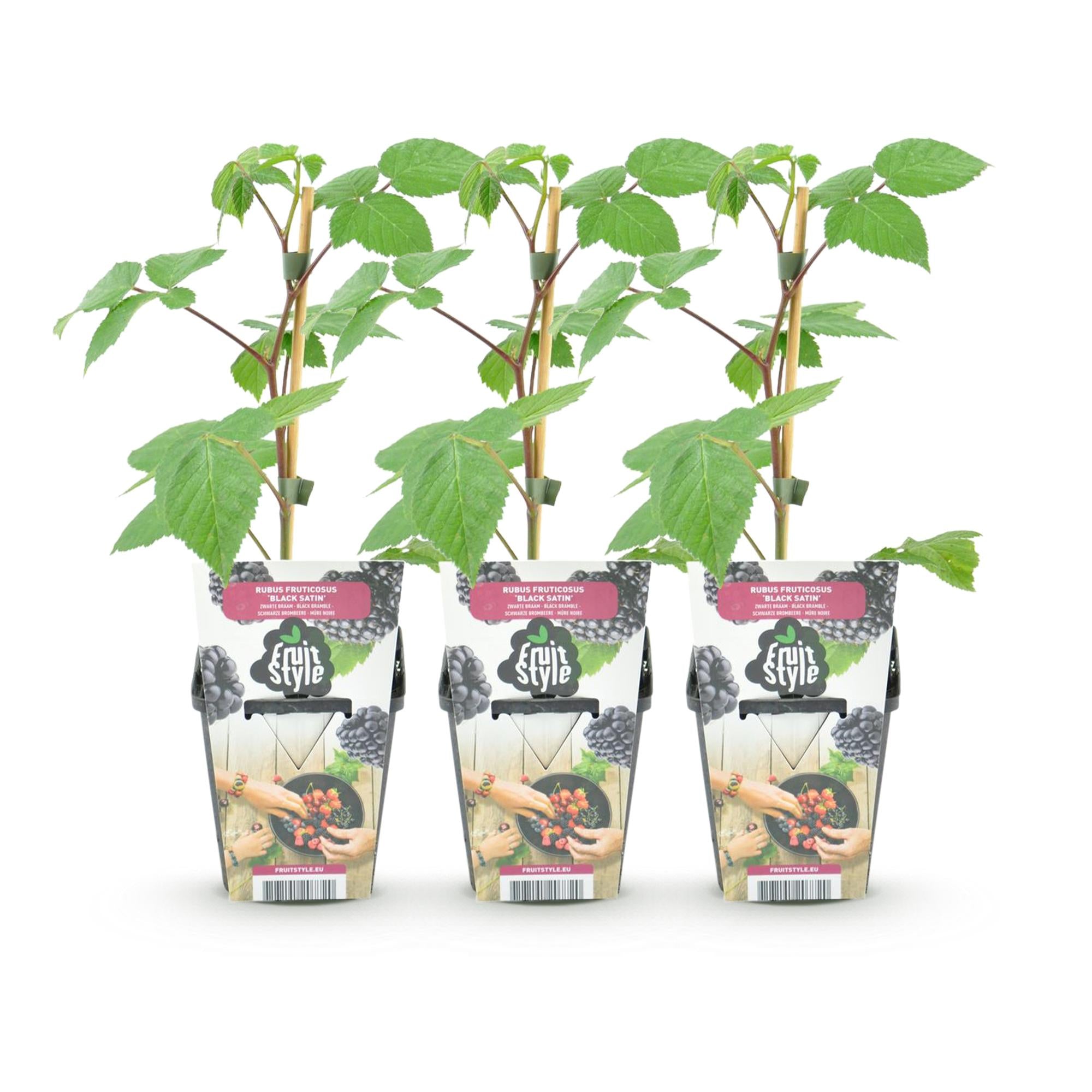 Fruitplanten -3x  Braam - Rubus Black Satin - Winterhard - 3 Planten - Pot 9 cm - Zwarte Braam