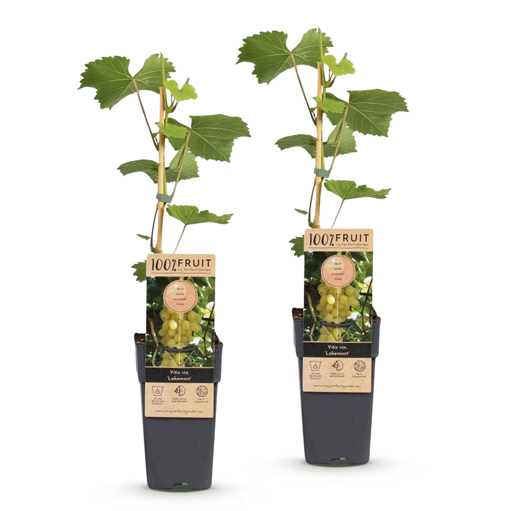 Fruitplant -2x  Vitis vinifera Lakemont - Druivenplant - Winterhard - Goudgele Druif - 2 Planten - Pot 15cm - Hoogte 50cm
