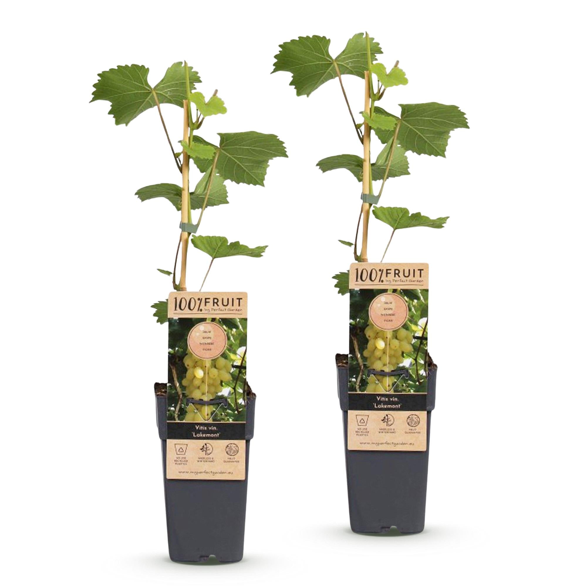 Fruitplant -2x  Vitis vinifera Lakemont - Druivenplant - Winterhard - Goudgele Druif - 2 Planten - Pot 15cm - Hoogte 50cm