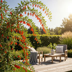 Fruitplanten -3x Goijbes - Lycium Barbarum - Winterhard - 3 Planten - Pot  9 cm - Oranje - Rode Vrucht