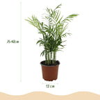 Kamerplant 2 Stuks - Chamaedorea elegans - Goudpalm - Huisdiervriendelijk - Groen - 2 Planten - Pot 12cm - Hoogte 35-40cm
