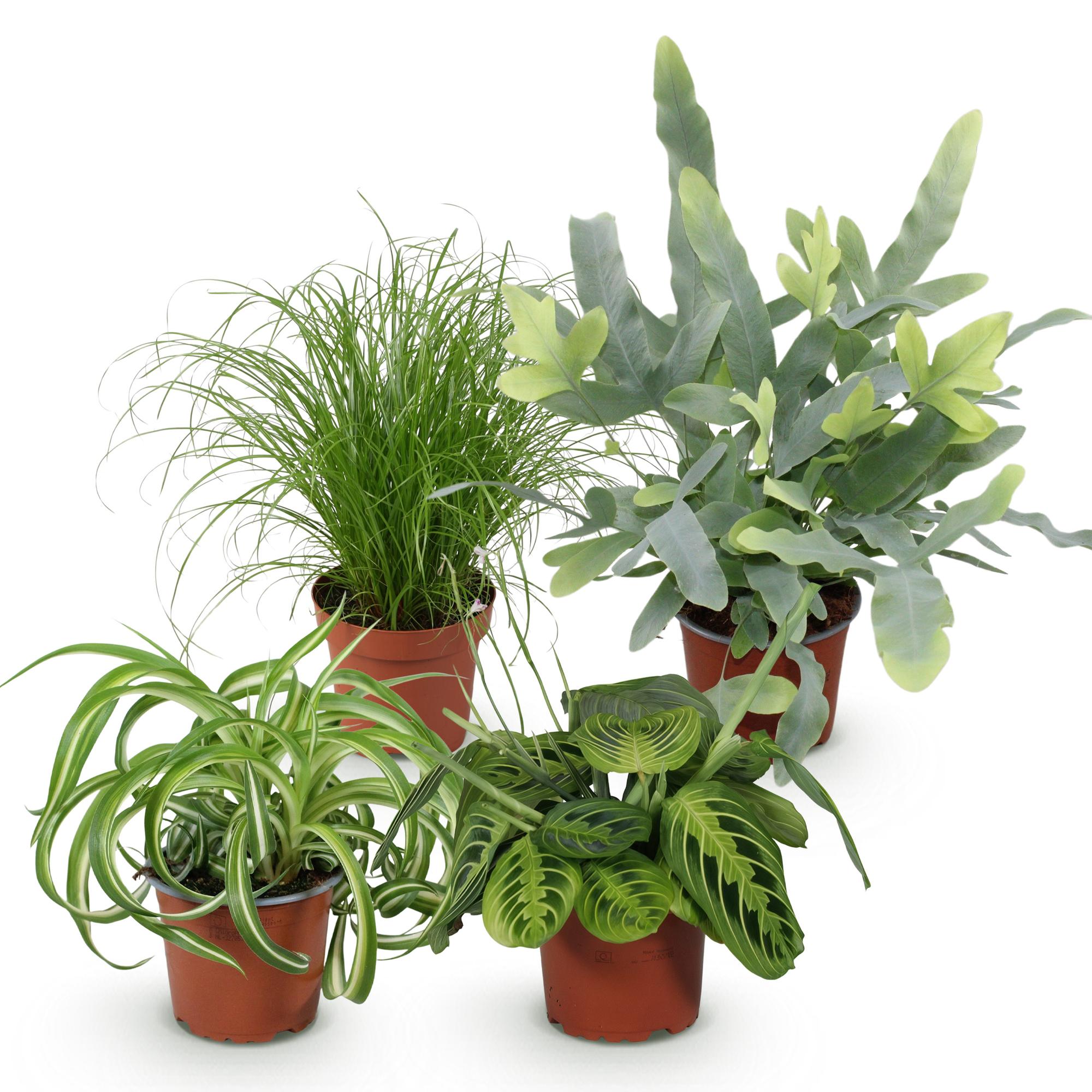 Kamerplant mix van 4 stuks- Chlorophytum - Cyperus - Phlebodium - Marantha - Mix van 4 - Huisdiervriendelijke Planten - Groen - 4 Planten - Pot 12cm - Hoogte 25cm