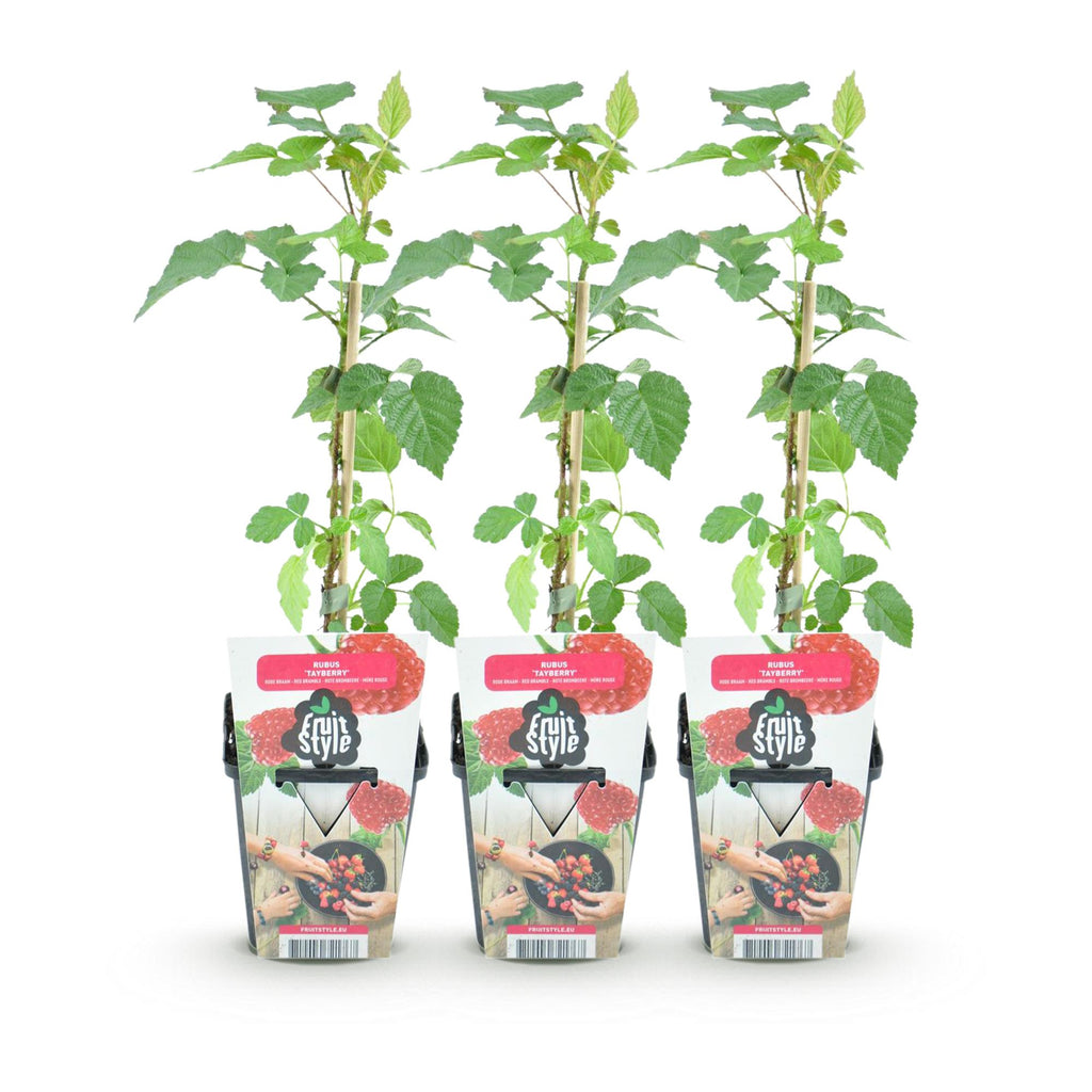 Fruitplanten - 3x Taybes - Rubus Tayberry - Winterhard - 3 Planten - Pot 9 cm - Rode Bes