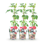 Fruitplanten - 3x Taybes - Rubus Tayberry - Winterhard - 3 Planten - Pot 9 cm - Rode Bes