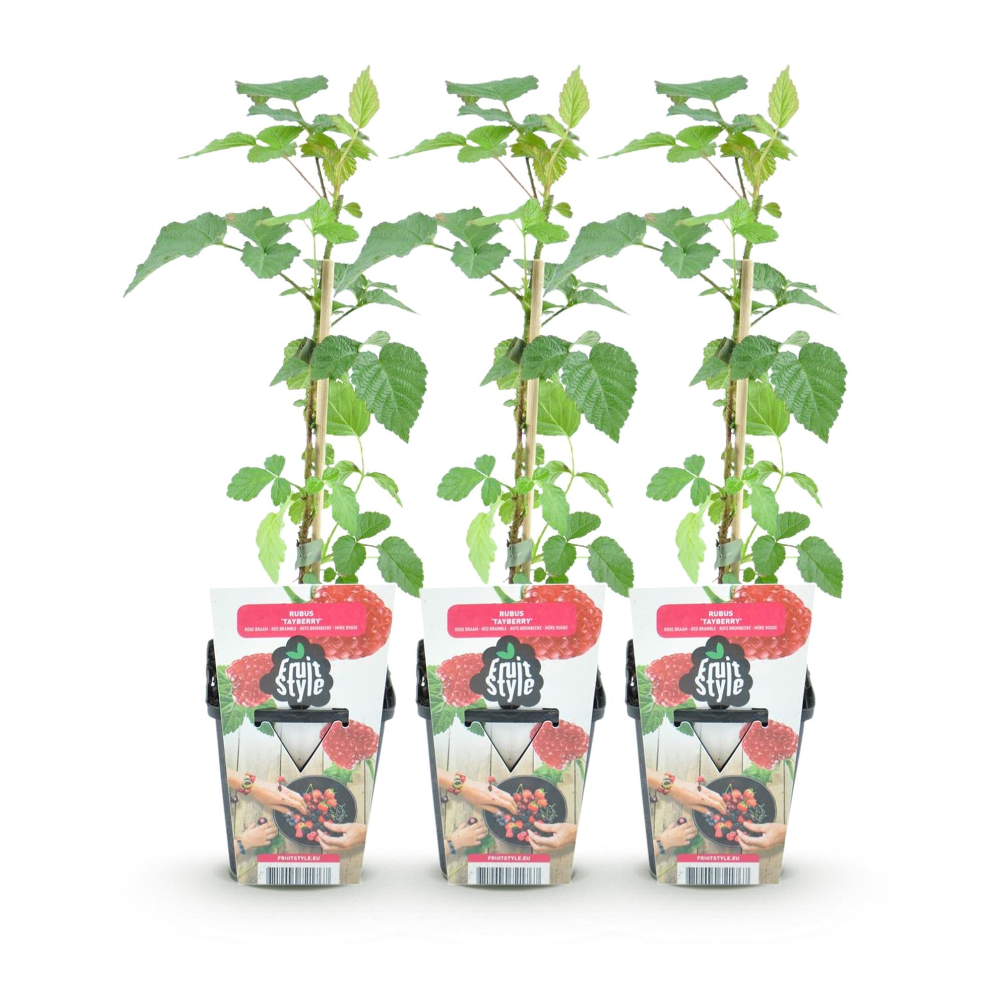 Fruitplanten - 3x Taybes - Rubus Tayberry - Winterhard - 3 Planten - Pot 9 cm - Rode Bes