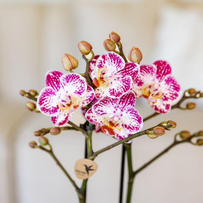 Roze paarse phalaenopsis orchidee potmaat Ø9cm | Bora Bora | bloeiende kamerplant - vers van de kweker