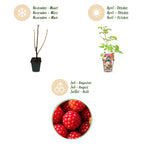 Fruitplanten - 3xJapanse Wijnbes - Rubus Phoenicolasius - Winterhard - 3 Planten - Pot 9 cm - Rode Bes