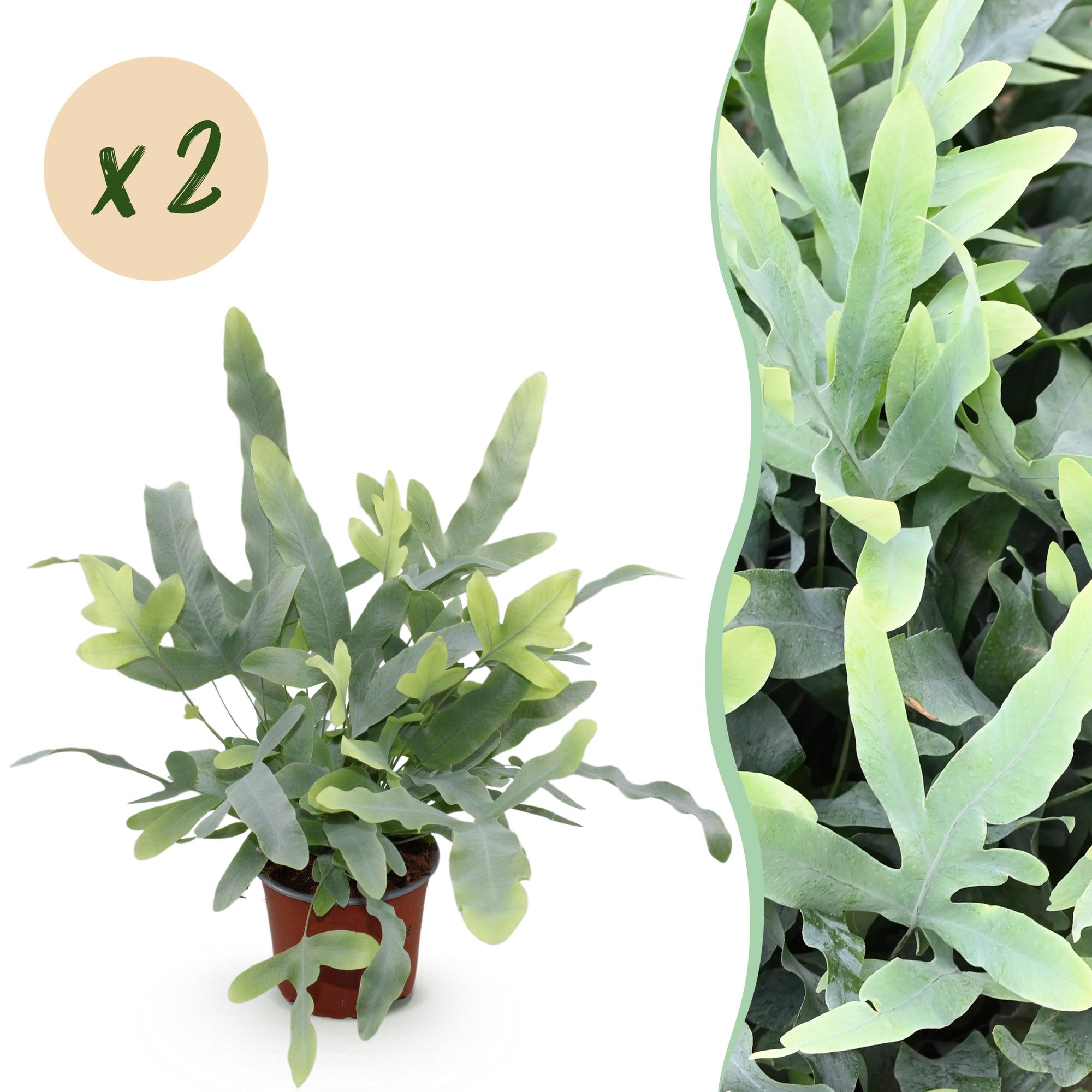 Kamerplant 2 STUKS- Phlebodium aureum Blue Star - Blauwe Varen - Huisdiervriendelijk - Blauw - 2 Planten - Pot 12cm - Hoogte 25-30cm