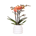 Oranje Phalaenopsis orchidee - Mineral Bolzano + Bubble pot white - potmaat Ø9cm | bloeiende kamerplant - vers van de kweker